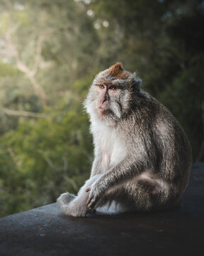 View of a grey monkey sitting pensively against a dark ledge, its gaze distant amidst the lush green foliage of its tropical habitat, Ubud, Bali, Indonesia.