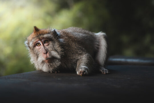 View of a contemplative monkey with soft fur and soulful eyes resting on a dark surface, set against a blurred green backdrop, Ubud, Bali, Indonesia.