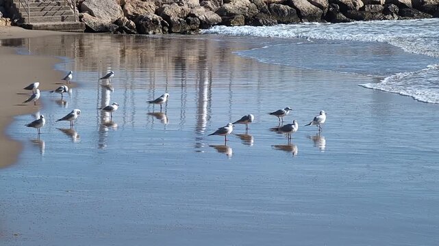 Gaviotas sobre la arena con olas del mar