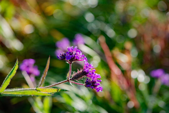 Wild verbena captured in the wilderness, a pure natural scene