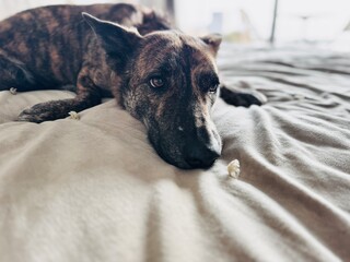 Lonely pet with soulful eyes resting on blankets. Separation anxiety and canine boredom concept.