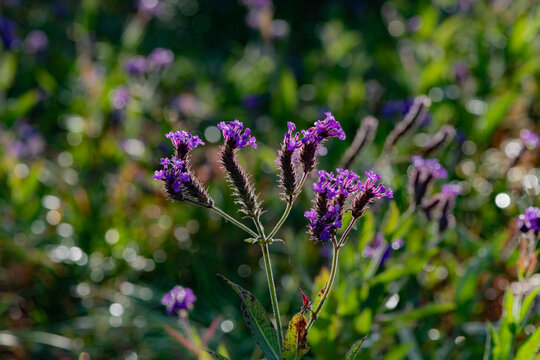 Wild verbena captured in the wilderness, a pure natural scene