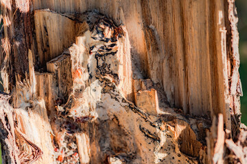 The texture of the wooden branches that have been broken off from the dry tree trunk