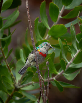 Colorful southern double collared sunbird resting on a thin branch surrounded by lush green leaves. The bird displays iridescent green head plumage and a vivid red chest band, creating strong contrast