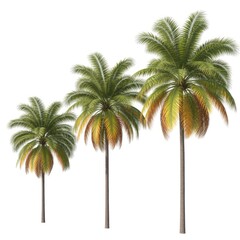Obraz premium Three realistic palm trees of varying heights isolated on a white background for tropical design elements