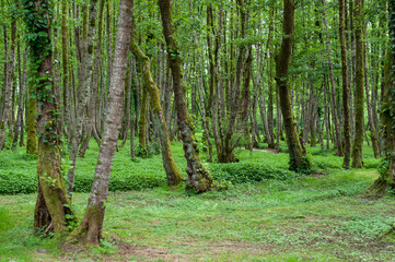 Dense Moss-Covered Forest with Tall Trees and Lush Green Vegetation © Iryna