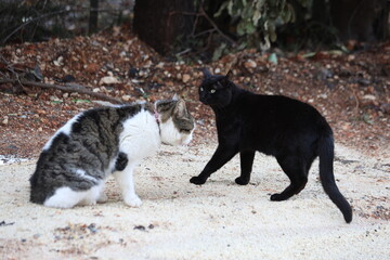 Aggressive Domestic Cats Hissing During Mating Season: Black and Tabby Cats in a Confrontation on Sandy Ground Highlighting Feline Social Tension