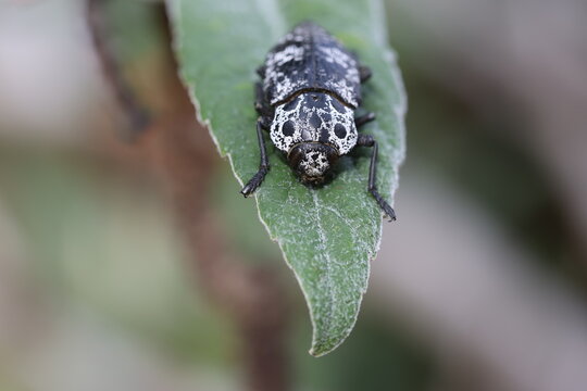 Black and White Spotted Oxythyrea Funesta Beetle on Green Leaf: Close-up of a Phytophagous Scarab Beetle Resting on Plant Foliage in the Garden