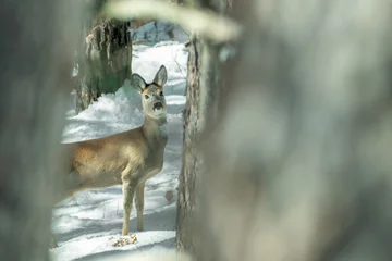 Selbstklebende Fototapeten Rehe European roe deer, naturally framed by the trunks of a snow-covered forest, Capreolus capreolus, Italian Alps.   © Dario