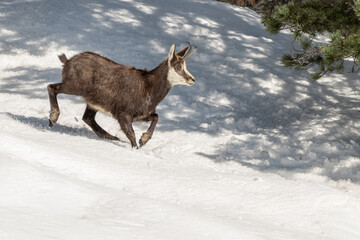 Fototapeta premium Italian Alpine chamois (Rupicapra rupicapra) running down a snowy slope. 