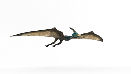 pteranodon sternberg © Masihullah