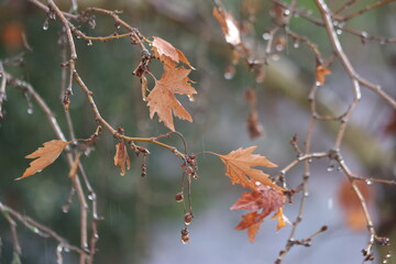 Raindrops Glistening on Bare Autumn Branches: Close-up of Water Droplets on Thin Twigs with Dried Brown Leaves During a Gentle Fall Rain Shower