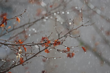 Raindrops Glistening on Bare Autumn Branches: Close-up of Water Droplets on Thin Twigs with Dried Brown Leaves During a Gentle Fall Rain Shower