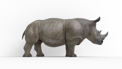 rhino on white background © Masihullah