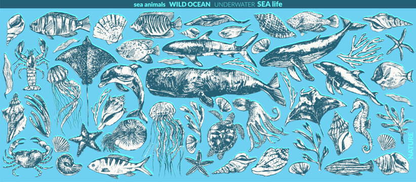 Vector sea animals illustration set. Ink sketch of whale, dolphin, shark, octopus, seahorse, sea turtle, jellyfish, starfish, manta, eagle ray, nautilus, coral fish.