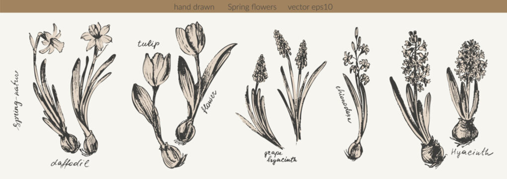 Spring flowers set. Tulip, daffodil, hyacinth. Hand drawn botanical ink sketches. For floral background