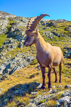 Portrait vertical d'un jeune bouquetin