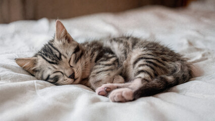 Sleeping tabby kitten resting on soft bed indoors