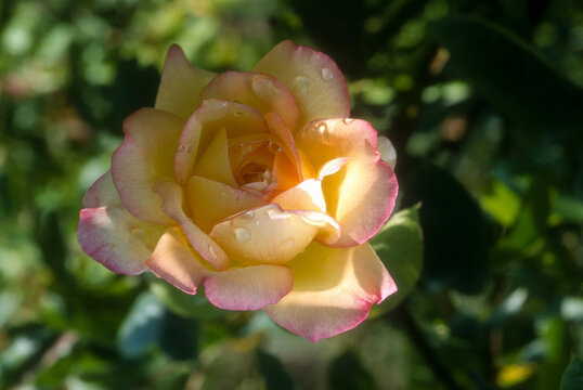 Rose 'Mitsouko'