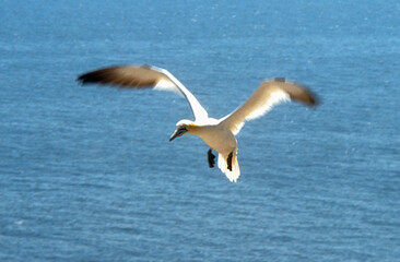 Obraz premium Fou de Bassan,