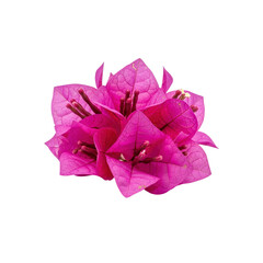 Close up of vibrant pink bougainvillea flower cluster