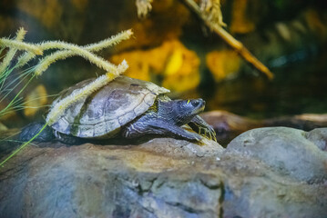 Obraz premium Detail-rich shot of a Map Turtle resting on a stone. Perfect for educational biology materials, pet care marketing, aquarium websites, and nature-themed social media content.