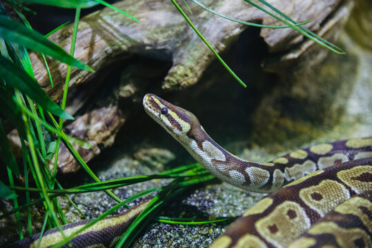 Professional shot of a Ball Python in a natural habitat. Perfect for pet care guides, herpetology education, exotic animal marketing, and reptile enthusiast content.