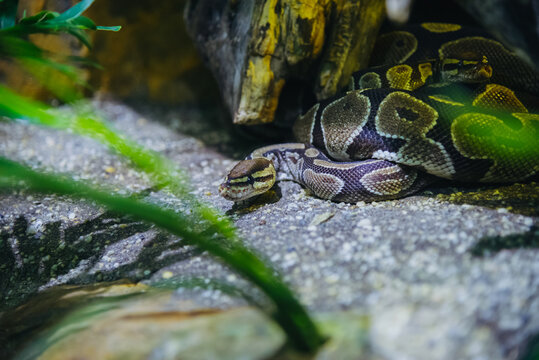 High-quality close-up of a ball python in a realistic enclosure. Ideal for pet care guides, reptile education, exotic animal marketing, and herpetology web content.