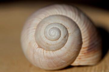 close up of a snail's spiral shell structure	