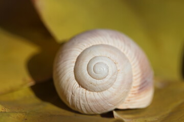 close up of a snail's spiral shell structure	
