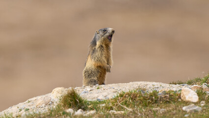 Alpine marmot (Marmota marmota) in the Swiss Alps