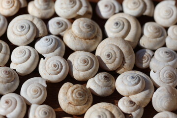 Abundance of Small White Spiral Snail Shells Pattern: Close-up Top View of Empty Snail Shells Background Representing Nature and Coastal Elements	