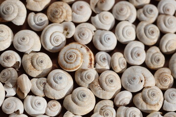Abundance of Small White Spiral Snail Shells Pattern: Close-up Top View of Empty Snail Shells Background Representing Nature and Coastal Elements