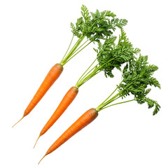 Three Fresh Carrots with Green Tops Isolated on a transparent Background