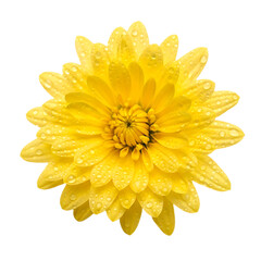 Yellow Chrysanthemum Flower with Water Droplets daisy Isolated on a transparent Background