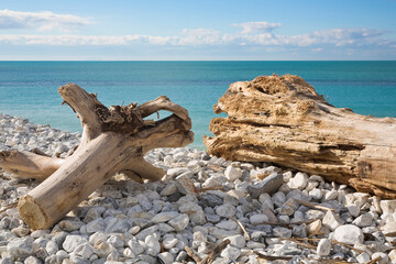 Pile of driftwood piled by the waves of the sea - Dead Plant concept