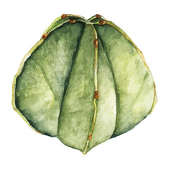 Naklejka premium Hand drawn bishop's cap cactus png