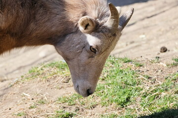 オオツノヒツジ
