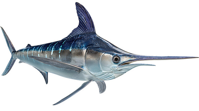 Blue Marlin on Black Background isolated on transparent background