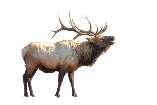 Majestic Elk Portrait isolated on transparent background