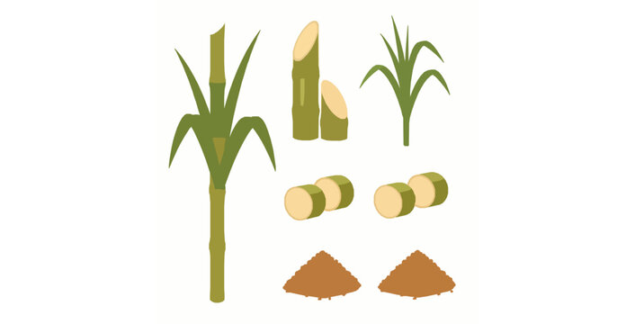 Isolated sugarcane and brown sugar flat vector elements set for food design