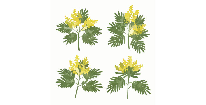 Silver Wattle Mimosa plant with bipinnate leaves and yellow flowers flat vector set