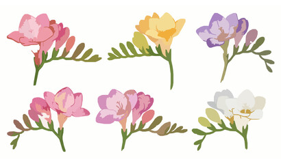 Hand painted watercolor freesia flower vector set with spring floral blooms on white background