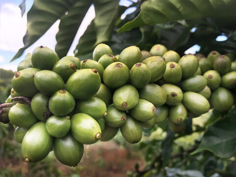 coffee tree branch with green beans