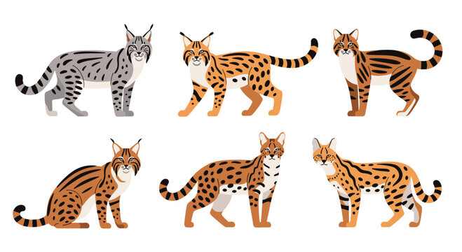 Selection of different wild cat species including lynx, serval, and caracal shown in various standing and sitting poses for nature observation.