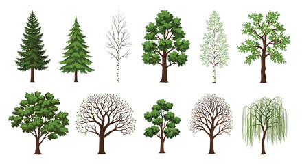 Fototapeta premium Detailed collection of diverse tree species including pine, birch, oak, and willow shown in different seasonal and growth stages for nature study.