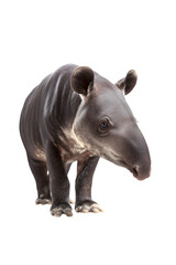 Fototapeta premium Brazilian Tapir Portrait isolated on transparent background