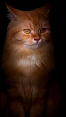 Fototapeta premium portrait of a red cat