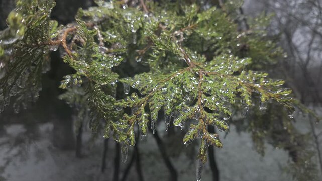 Evergreen thuja branches covered in thin layer of ice, icicles hanging from their leaves and sparkling in light, close-up. Natural winter scene: icy green foliage branches of arborvitae tree. 