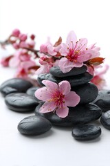 Black hot stones and pink flowers on a white background, a spa concept for massage therapy. 